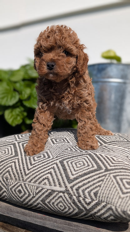COCKAPOO (08/03) MALE