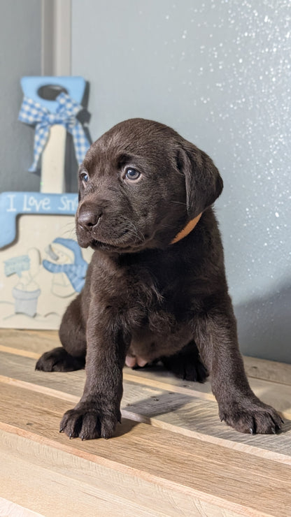 LABRADOR RETRIEVER (JAN 18) FEMALES