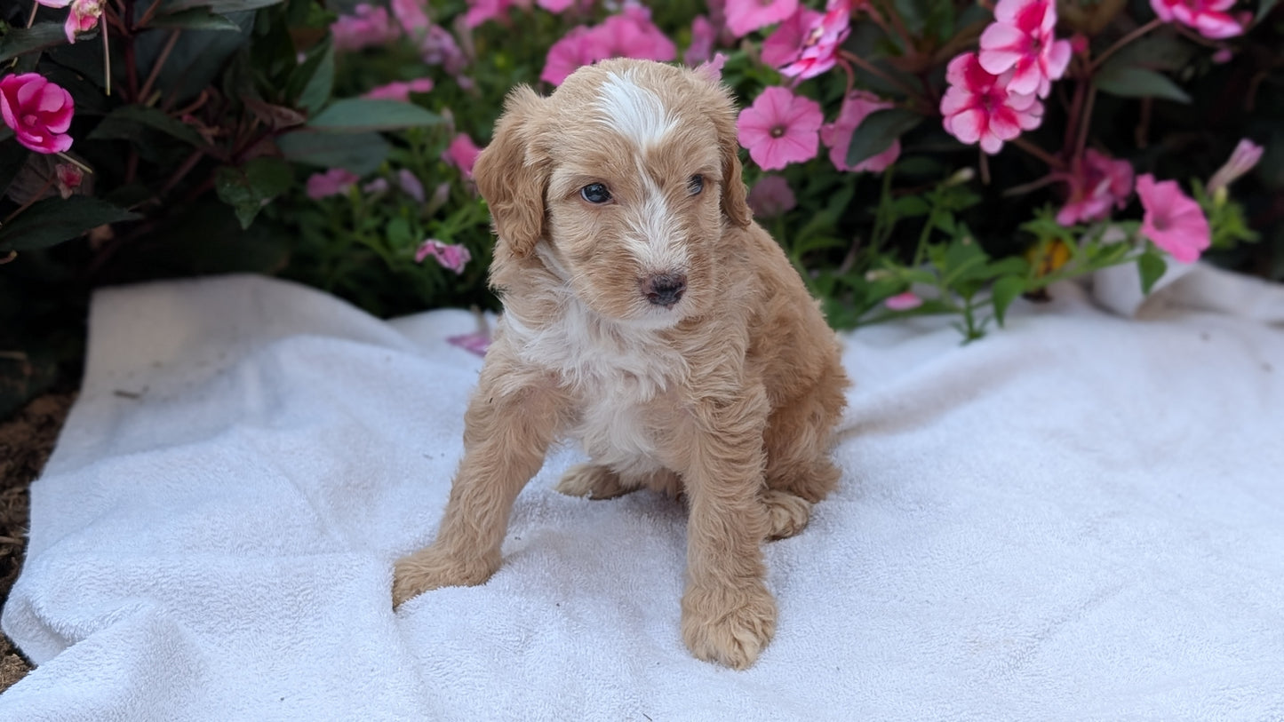 MINI AUSSIEDOODLE (06/21) MALE