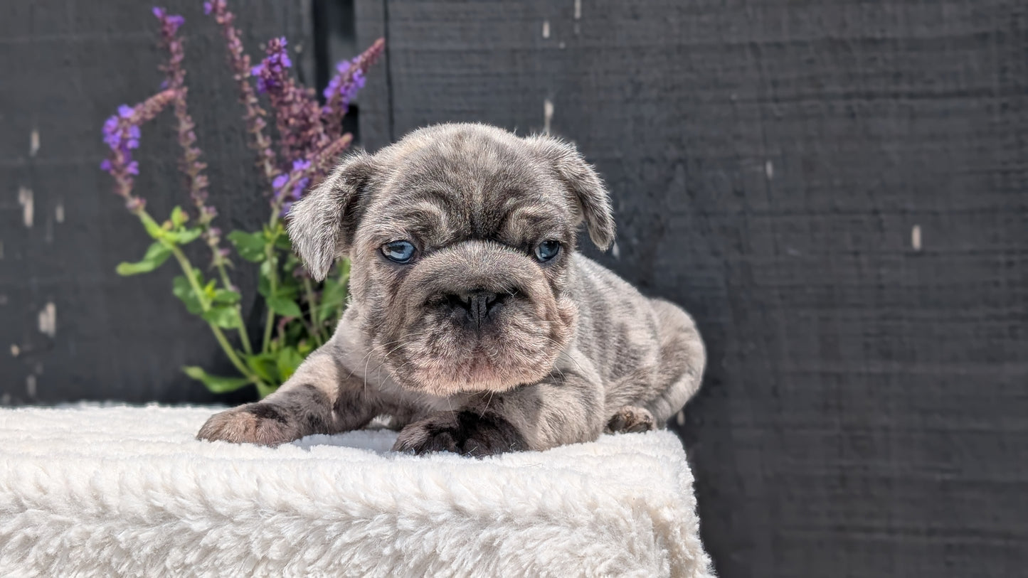 FRENCH BULLDOG (APR 24) MALES
