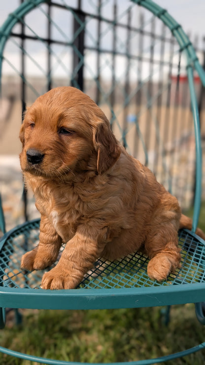GOLDEN RETRIEVER (FEB 04) FEMALES
