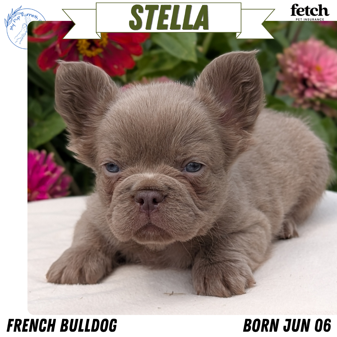 FRENCH BULLDOG (JUN 06) FEMALES
