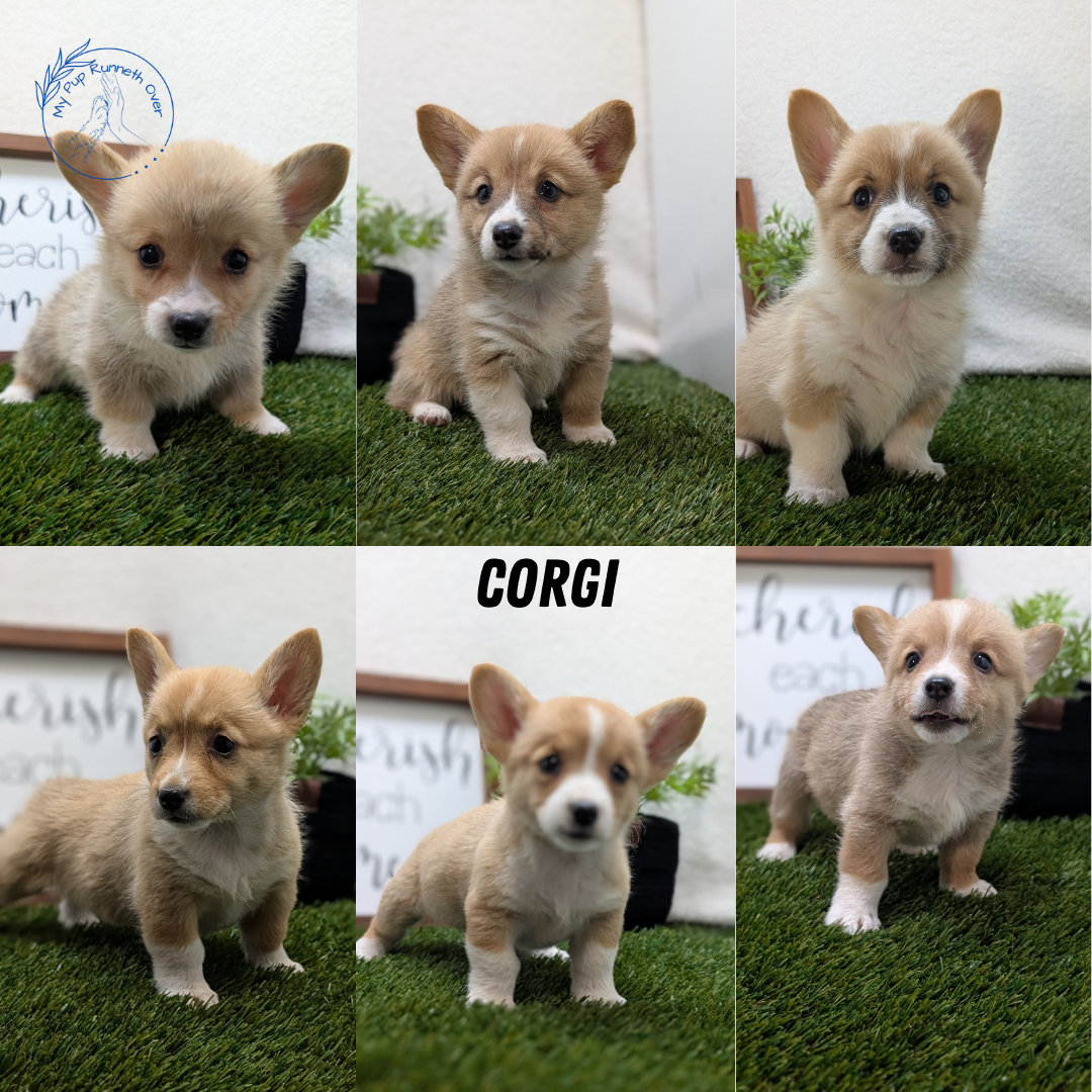 CORGI (07/10) FEMALE