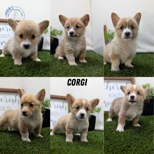 CORGI (07/10) FEMALE