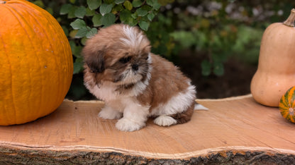 SHIH TZU (08/19) FEMALE