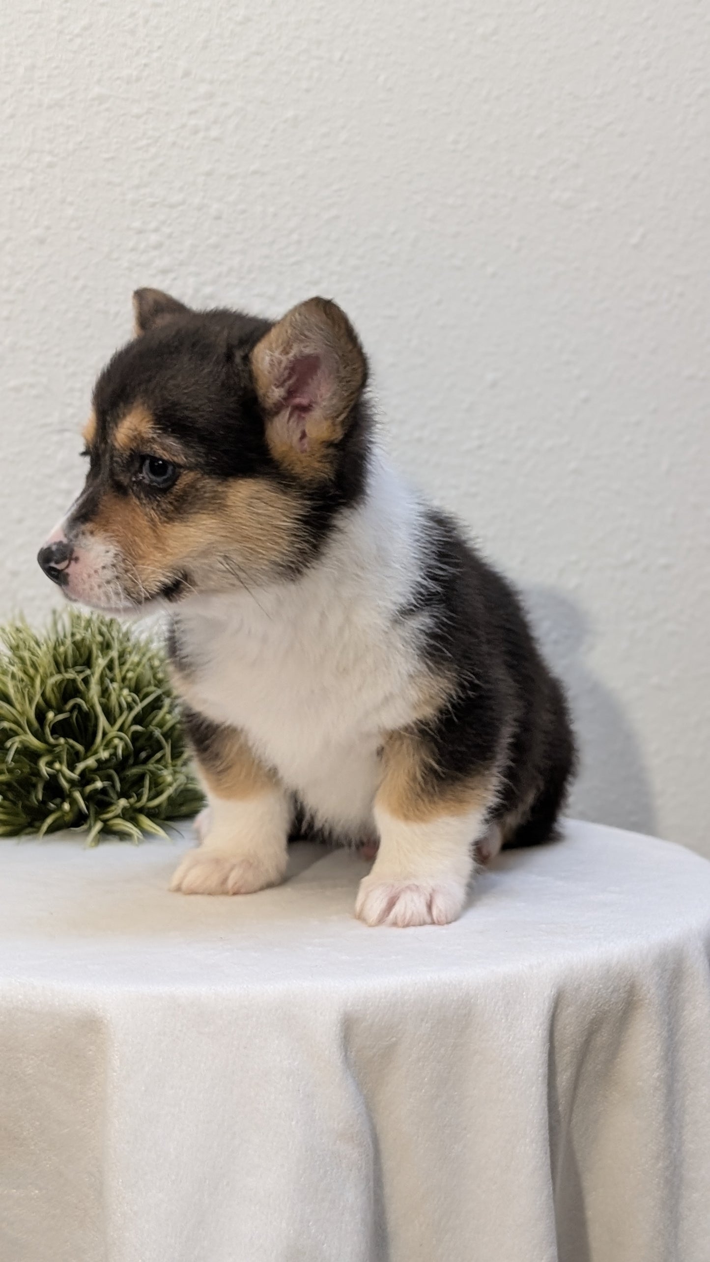 CORGI (JAN 09) MALES