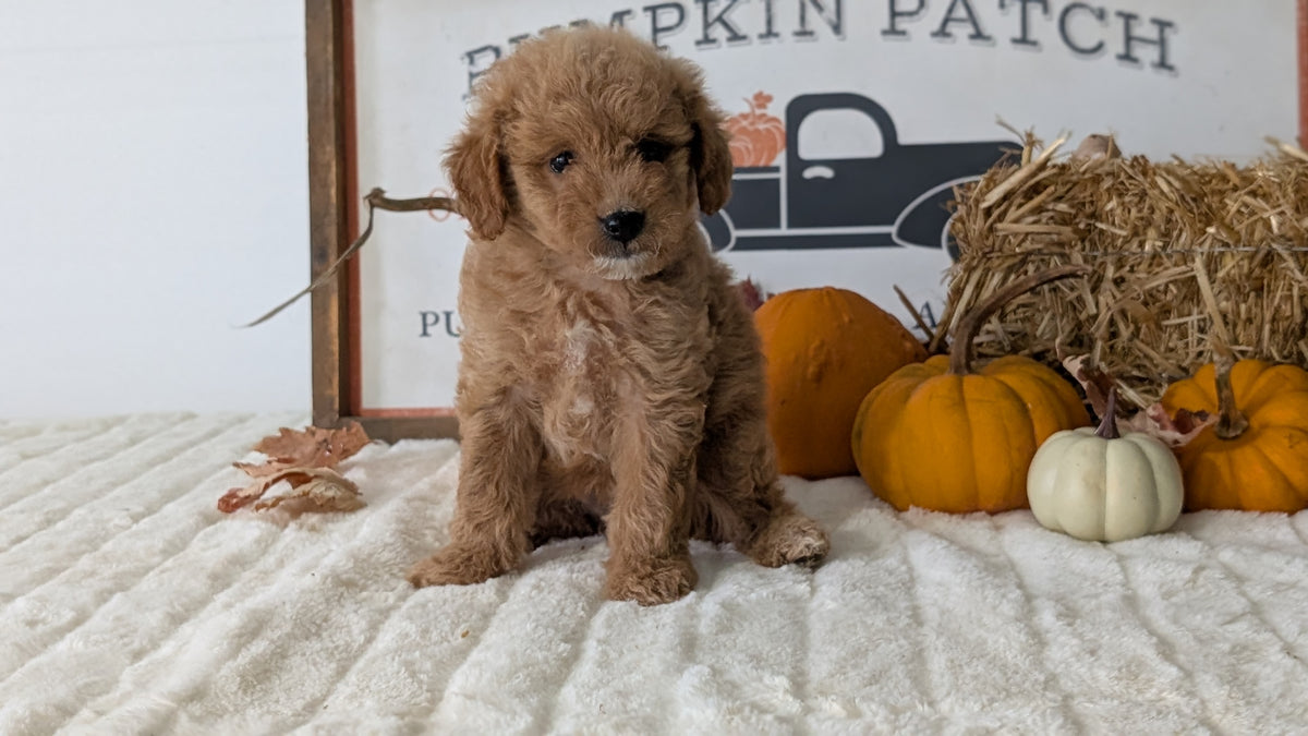 MINI GOLDENDOODLE (AUG 13) 6 MALES/3 FEMALES