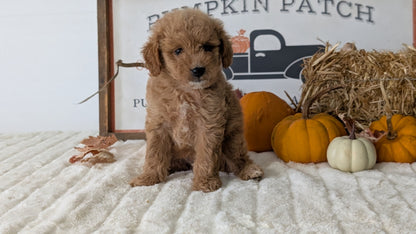 MINI GOLDENDOODLE (AUG 13) 6 MALES/3 FEMALES