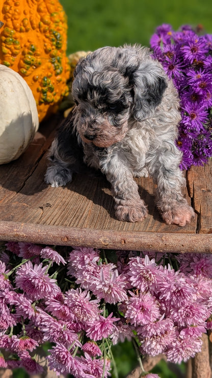 TOY POODLE (08/28) FEMALE