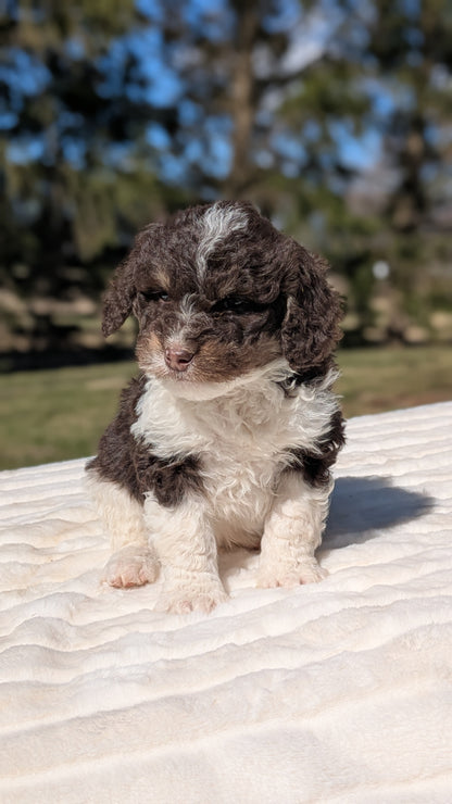 MINI BERNEDOODLE (02/09) MALE