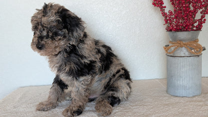 MINI BERNEDOODLE (OCT 15) MALES