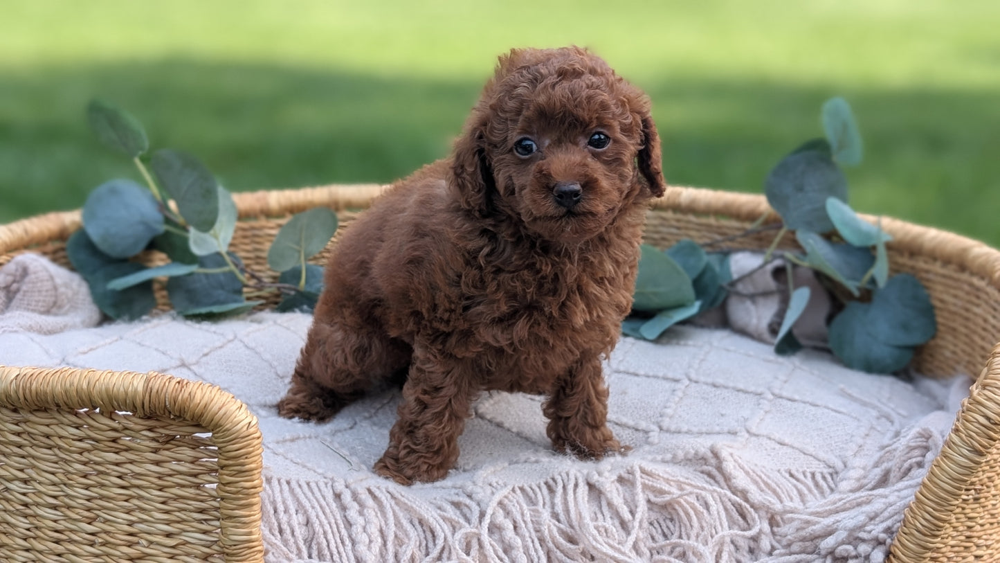 MINI POODLE (MAY 20) FEMALE