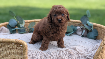 MINI POODLE (MAY 20) FEMALE