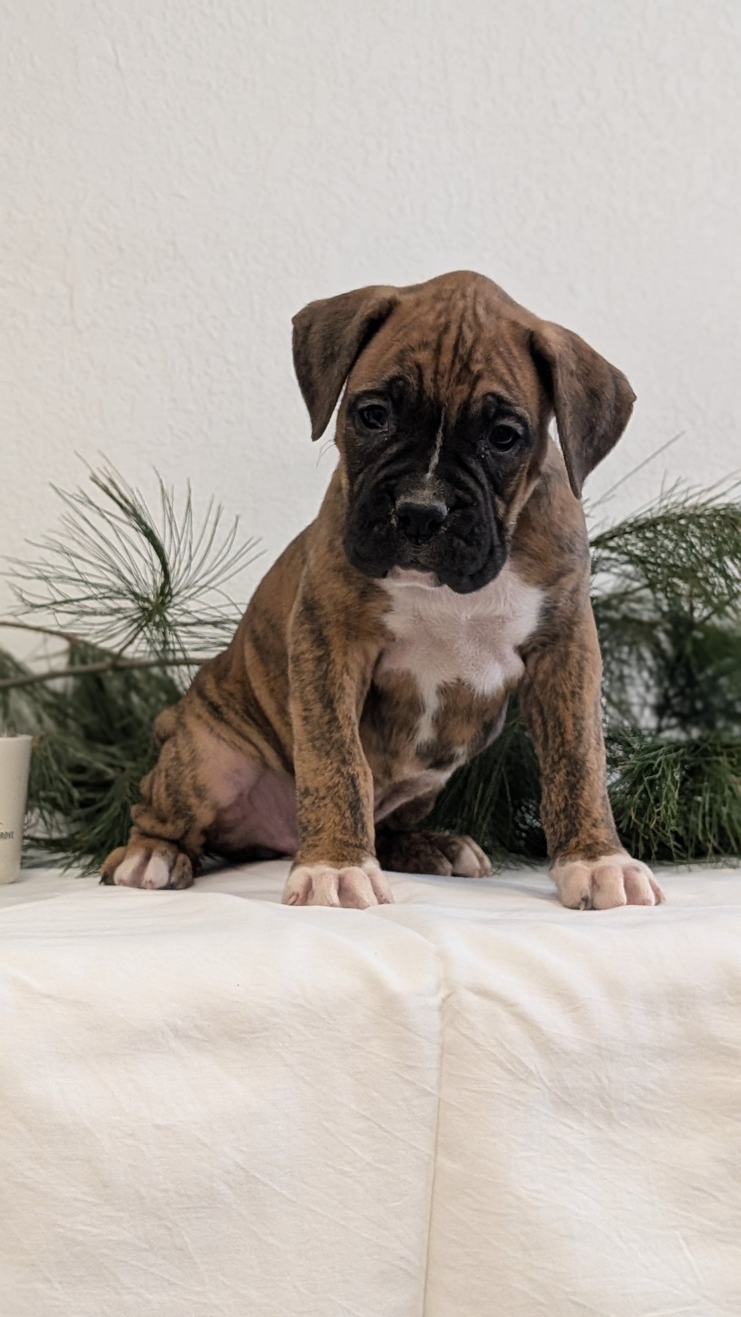 BOXER (DEC 04) MALES