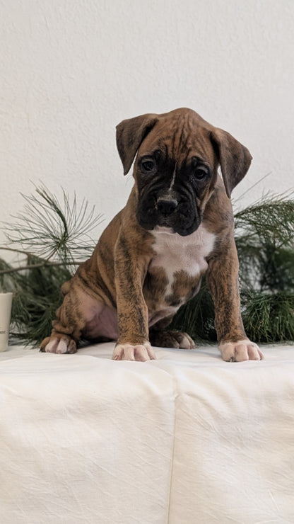 BOXER (DEC 04) MALES