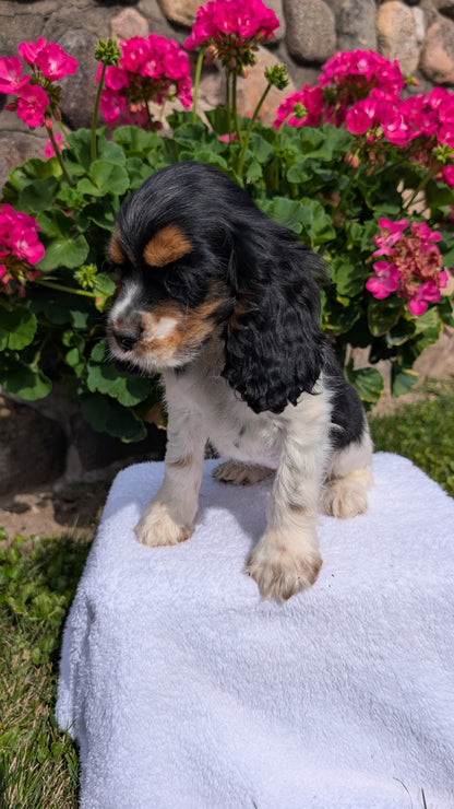 COCKER SPANIEL (07/16) FEMALE