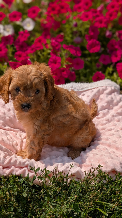 CAVAPOO (06/19) FEMALE