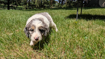 MINI BERNEDOODLE (06/11) MALE