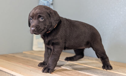 LABRADOR RETRIEVER (JAN 18) FEMALES