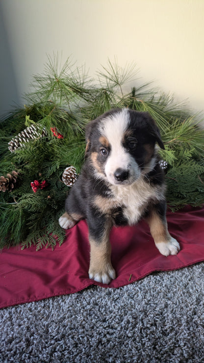 GOLDEN BERNESE (10/28) MALE