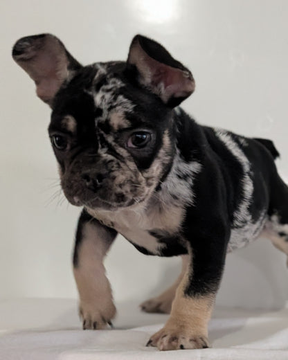 FRENCH BULLDOG (JAN 20) MALE