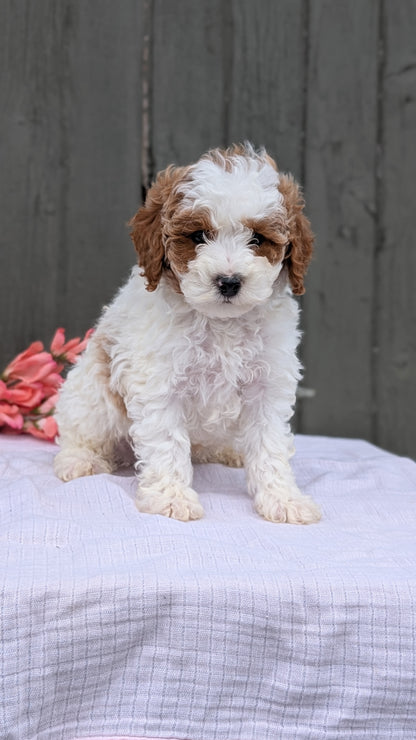MINI POODLE (MAY 08) MALES