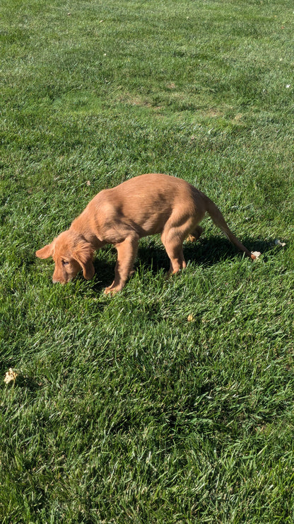 GOLDEN RETRIEVER (06/24) FEMALE