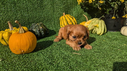 CAVALIER (08/12) FEMALE