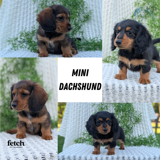 MINI DACHSHUNDS (JUL 05) 2 MALES/2 FEMALES