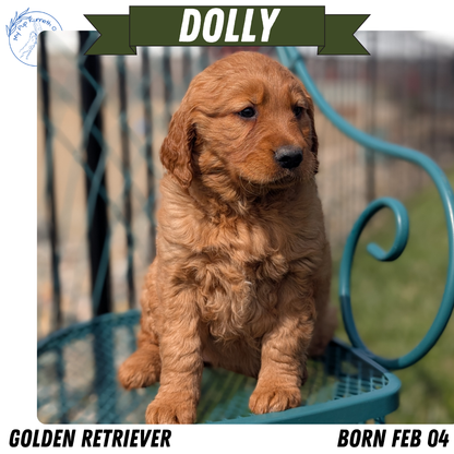GOLDEN RETRIEVER (FEB 04) FEMALES