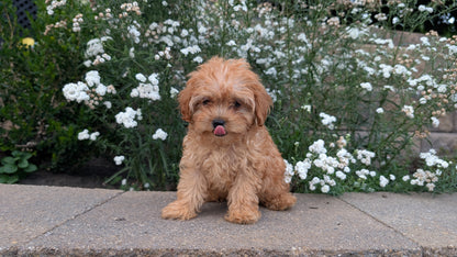 CAVAPOO (05/29) MALE