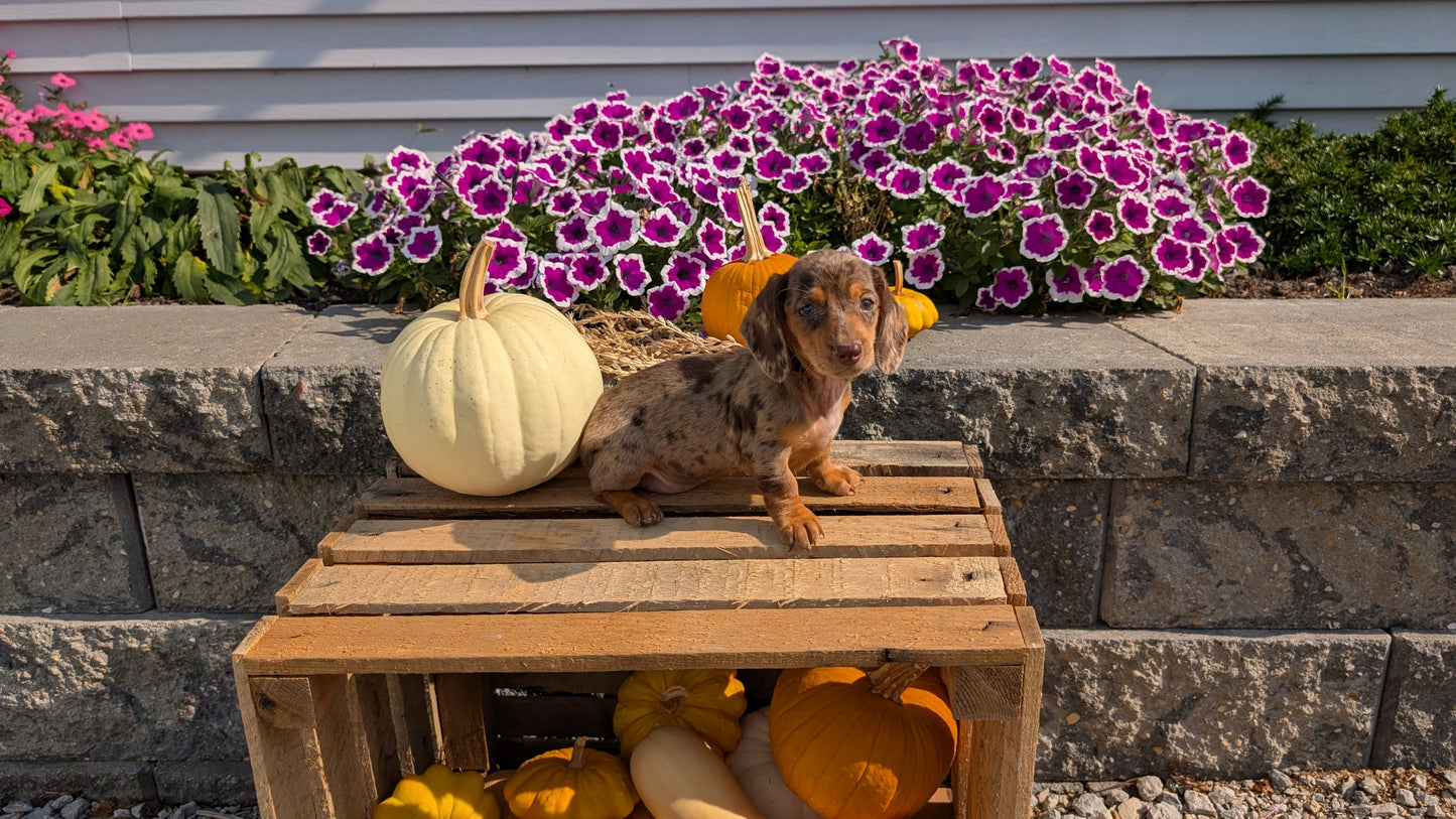 MINI DACHSHUND (08/19) FEMALE