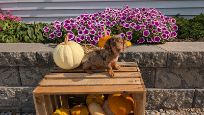 MINI DACHSHUND (08/19) FEMALE