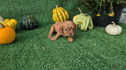 CAVALIER (08/12) FEMALE