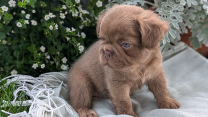 FRENCH BULLDOG (MAY 26) MALE