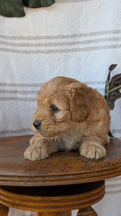 CAVAPOO (MAY 23) MALES