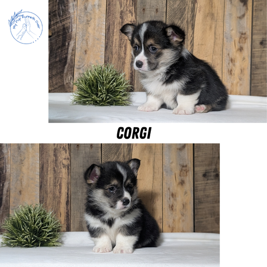 CORGI (JAN 05) MALES