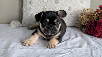 FRENCH BULLDOG (MAY 27) MALES