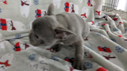 FRENCH BULLDOG (11/07) MALE
