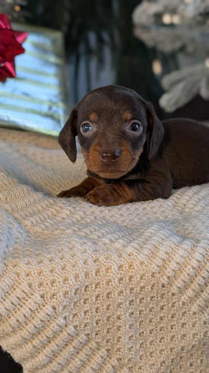 MINI DACHSHUND (NOV 16) MALES