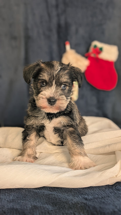 MINI SCHNAUZER (OCT 27) FEMALE