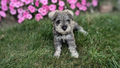 MINI SCHNAUZER (07/26) FEMALE