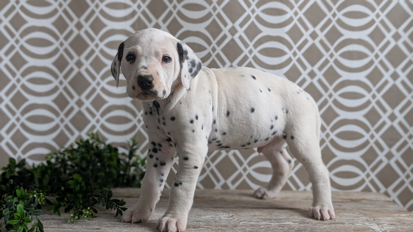 DALMATIAN (FEB 06) MALES