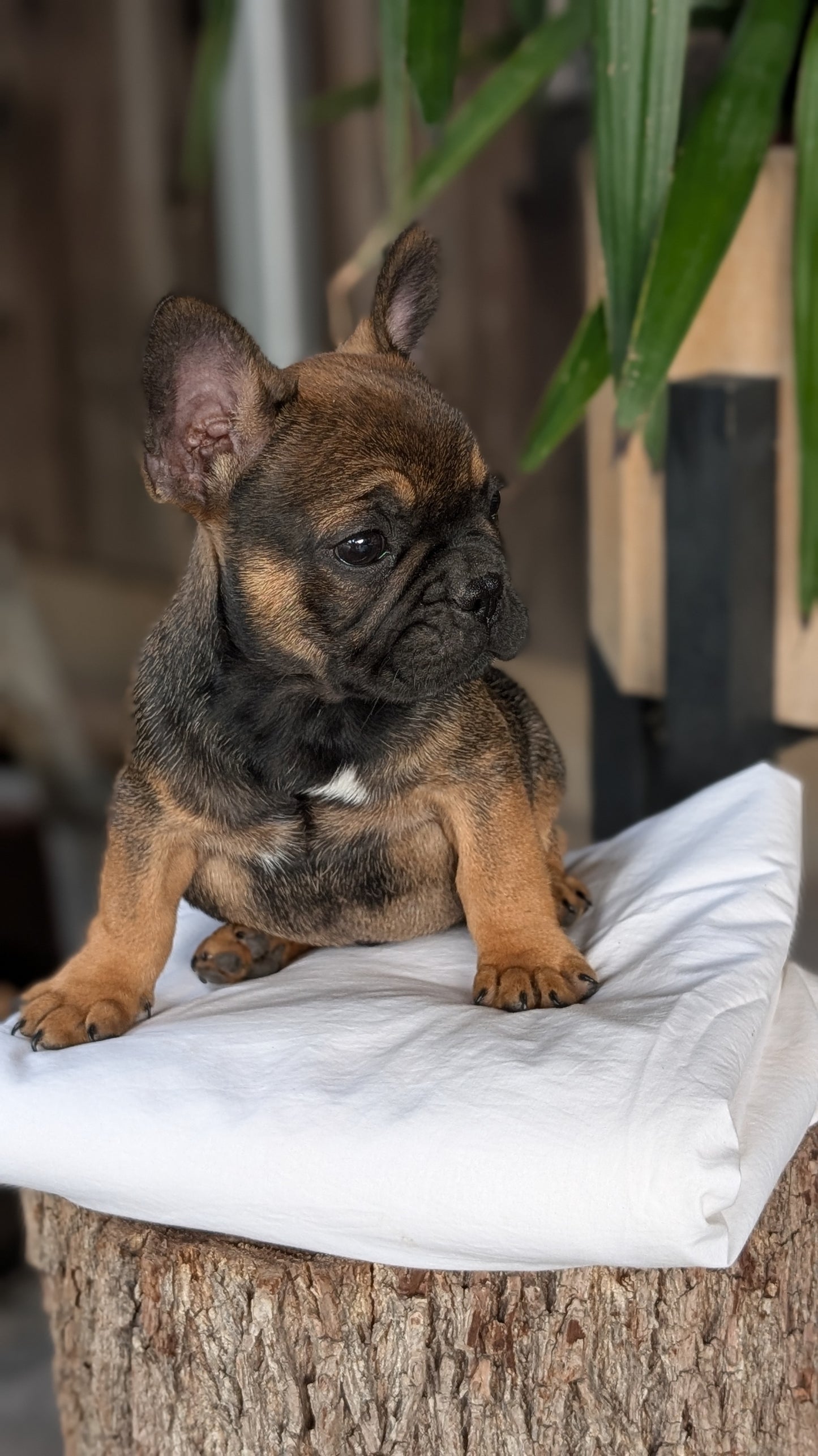 FRENCH BULLDOG (08/12) MALE