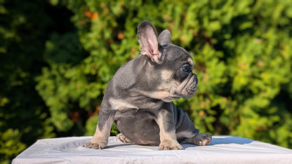 FRENCH BULLDOG (AUG 22) 3 MALES/1 FEMALE