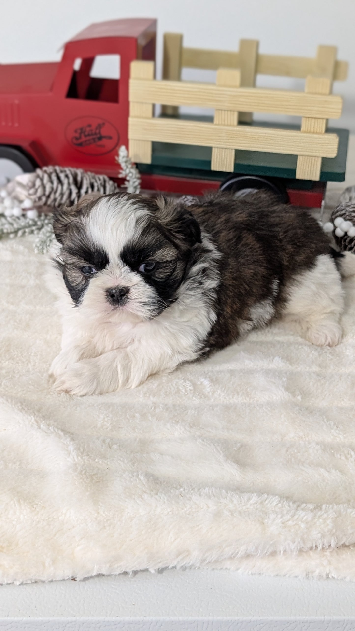 SHIH TZU (DEC 03) MALES