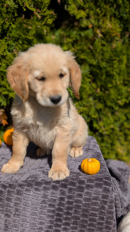 GOLDEN RETRIEVER (08/14) MALE