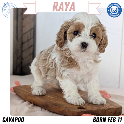 CAVAPOO (FEB 11) FEMALES