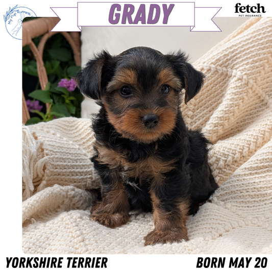YORKSHIRE TERRIER (MAY 20) MALE