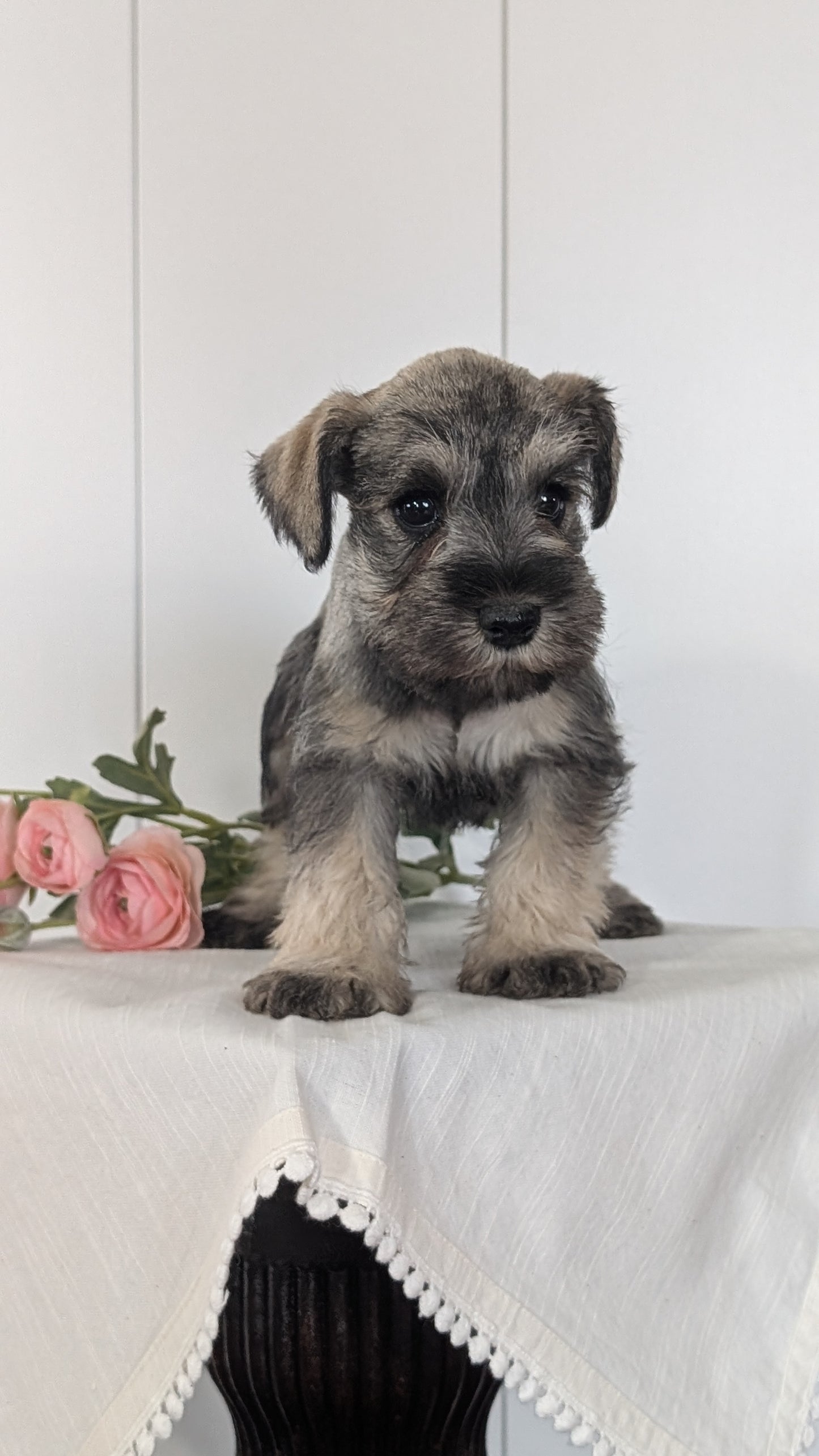 MINI SCHNAUZER (JAN 14) FEMALES